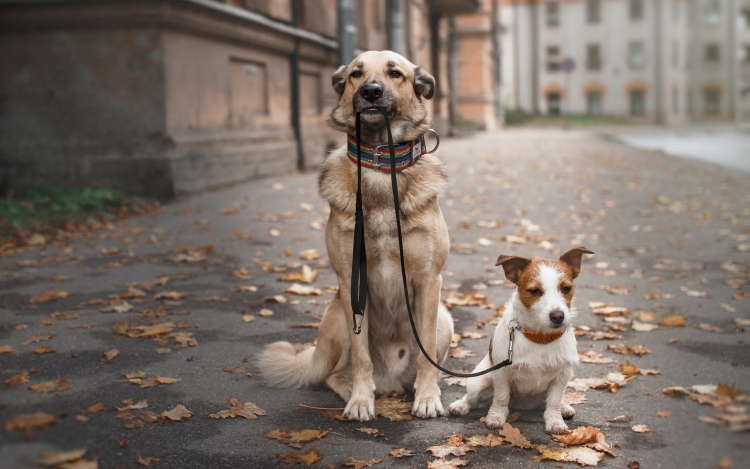 A fehérvári kutyajogsiról is szó lesz az ingyenes nyílt napon