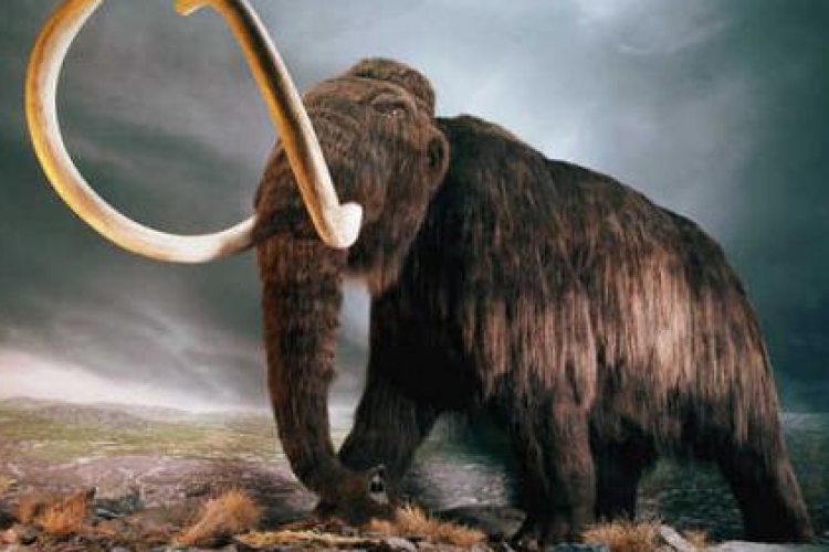 Feltérképezték a gyapjas mamut génállományát