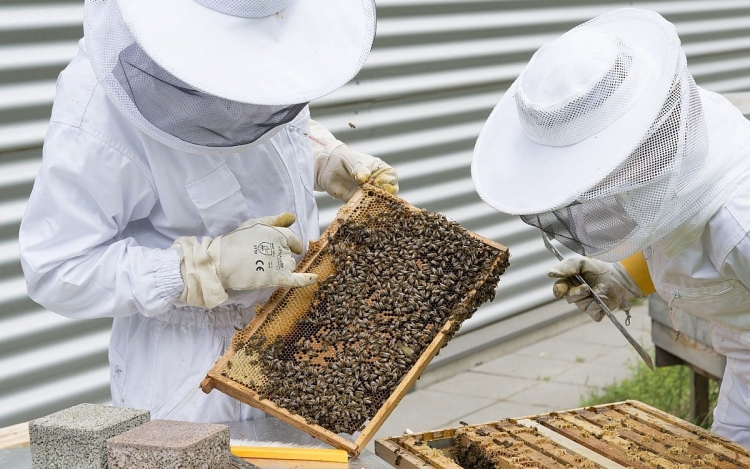 Fejér megyében is gondot jelent a méhpusztulás