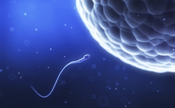Veszedelmes titkot rejthet az emberi sperma