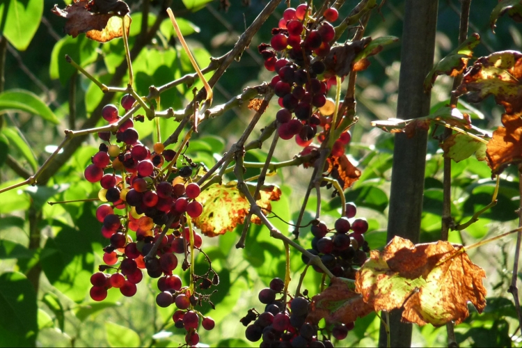 Felszámolják a gondozatlan szőlőültetvényeket