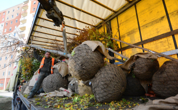 Folytatódnak a faültetések - egy év alatt 1200 fát és 11.000 bokrot ültettek Fehérváron