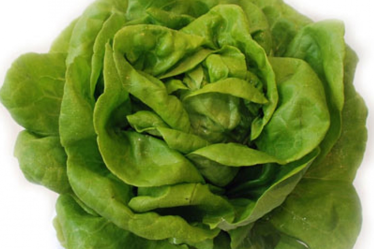 Növényvédőszer-maradékot mutattak ki az egyik áruházlánc fejes salátáiban