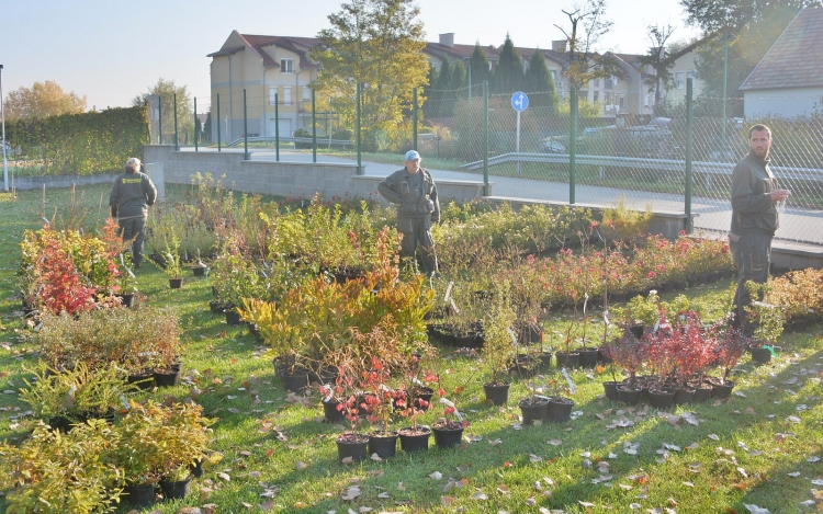 Elkezdődött a mintegy húszezer évelő növény kiosztása Fehérváron