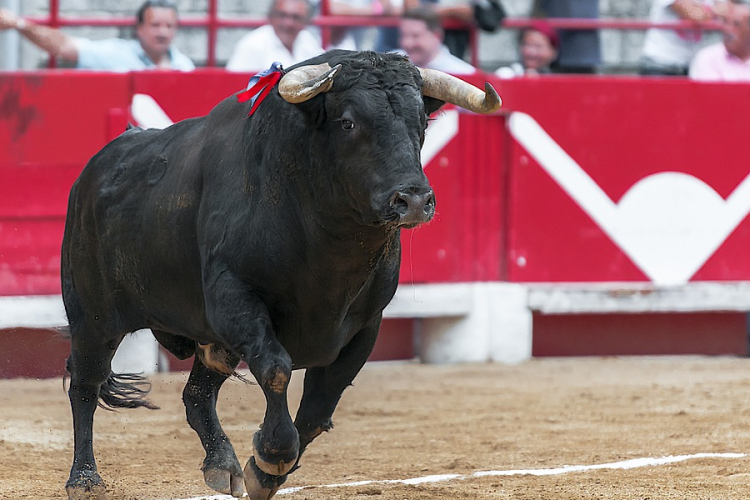 Másfél év szünet után újra bikaviadalt rendeztek Madridban