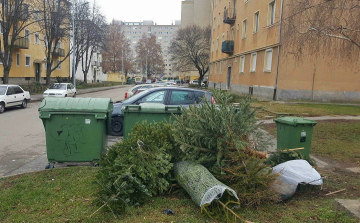 Január végéig szállítja el a Depónia a kukák mellé kitett fenyőfákat