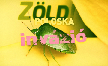 Poloskainvázióra számíthatunk az ősszel