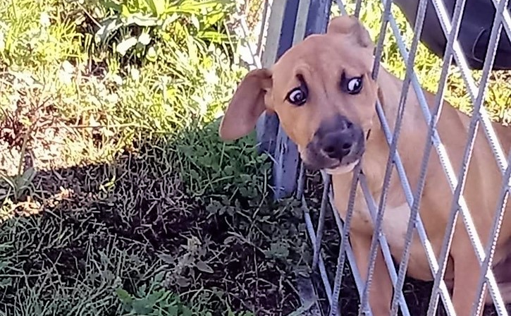 Beszorult egy kutya feje a kerítésbe, a tűzoltók szabadították ki
