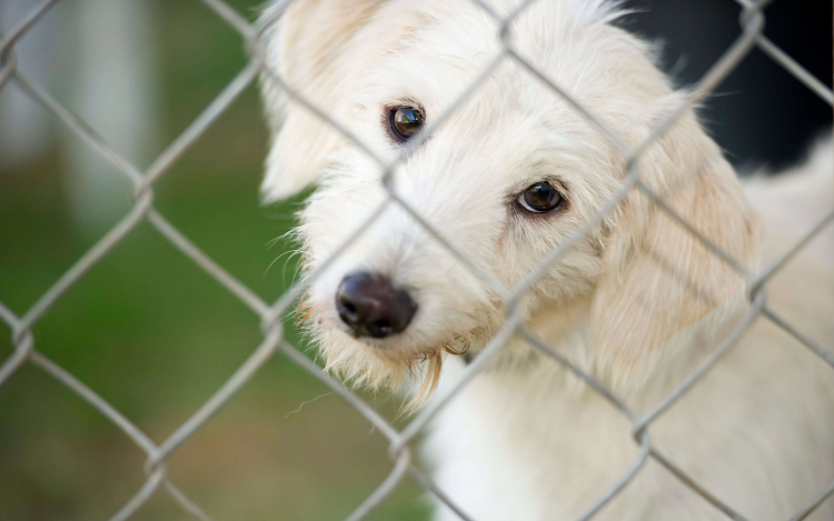 Adomány az ASKA-kutyáknak - jól sikerült a hulladékcsökkentési hét a Depóniánál