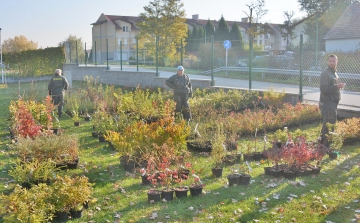 Elkezdődött a mintegy húszezer évelő növény kiosztása Fehérváron
