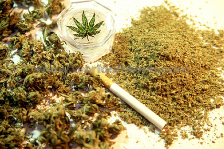 Kábítószer-ültetvényt találtak egy ikervári családi ház pincéjében