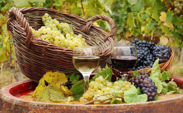 Szüreti előzetes: lendületben a magyar szőlő- és borágazat