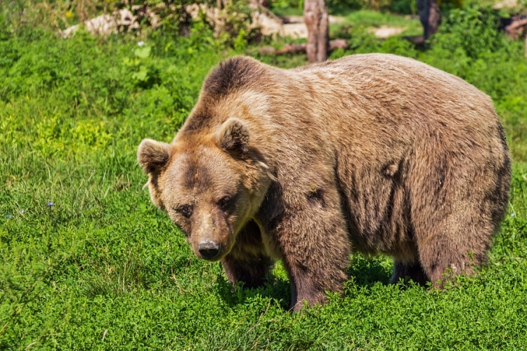 Kilencéves kisfiúra támadt egy medve Székelyföldön