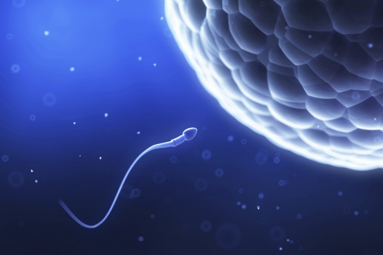Veszedelmes titkot rejthet az emberi sperma