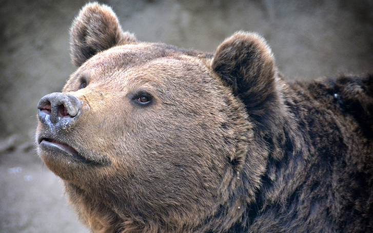 Meglátta az Állatkert medvéje az árnyékát, hosszú lesz a tél