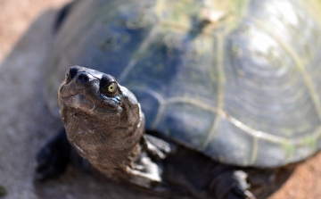 Elpusztult egy 344 évesnek mondott teknős