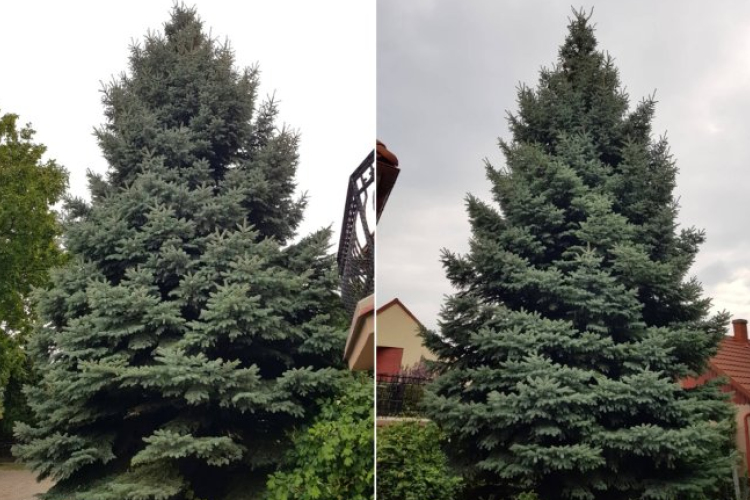 Székesfehérvárról érkezik a város idei karácsonyfája