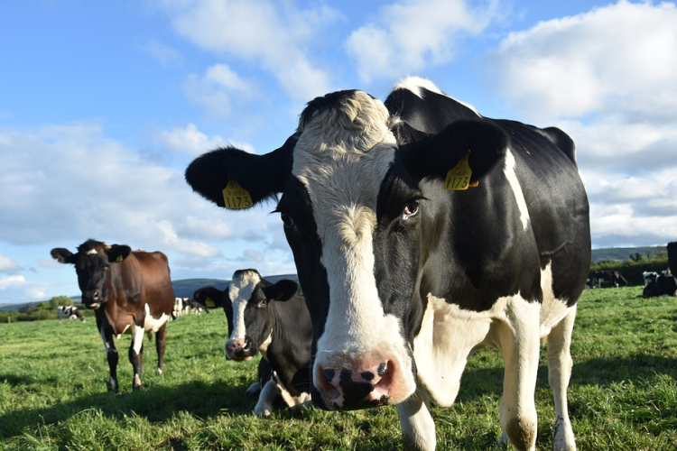 A tehén lehet a legnagyobb emlős, ha folytatódik a nagytestű állatok ember okozta kihalása