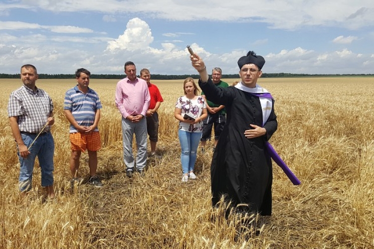 Péter-Pál napja: az aratás ünnepe
